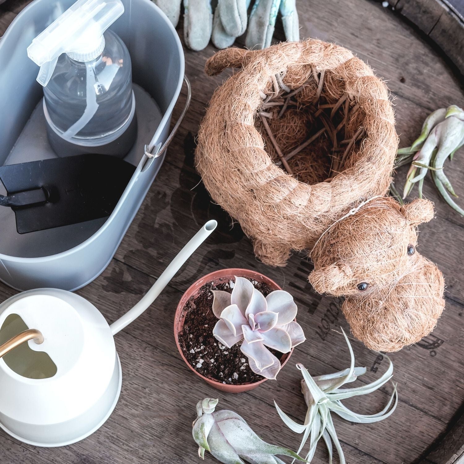 Top 5 Gardening Tips For New Plant Parents - LIKHÂ