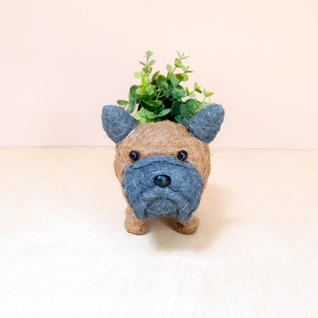 Planters - Baby French Bulldog Planter - Coco Coir Pots | LIKHÂ - LIKHÂ