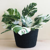 Baskets - Black Scallop Basket - Handwoven Basket | LIKHÂ - LIKHÂ