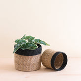 Baskets - Natural + Black Tabletop Catch-All Set of 2 - Tabletop Bins | LIKHÂ - LIKHÂ