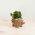 Planters - Baby Hedgehog Plant Pot - Handmade Planters | LIKHÂ - LIKHÂ