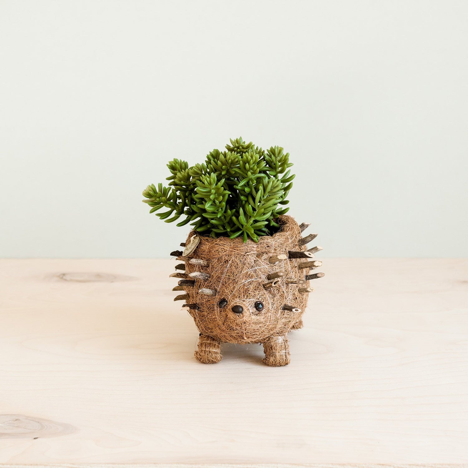 Planters - Baby Hedgehog Plant Pot - Handmade Planters | LIKHÂ - LIKHÂ