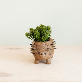 Planters - Baby Hedgehog Plant Pot - Handmade Planters | LIKHÂ - LIKHÂ