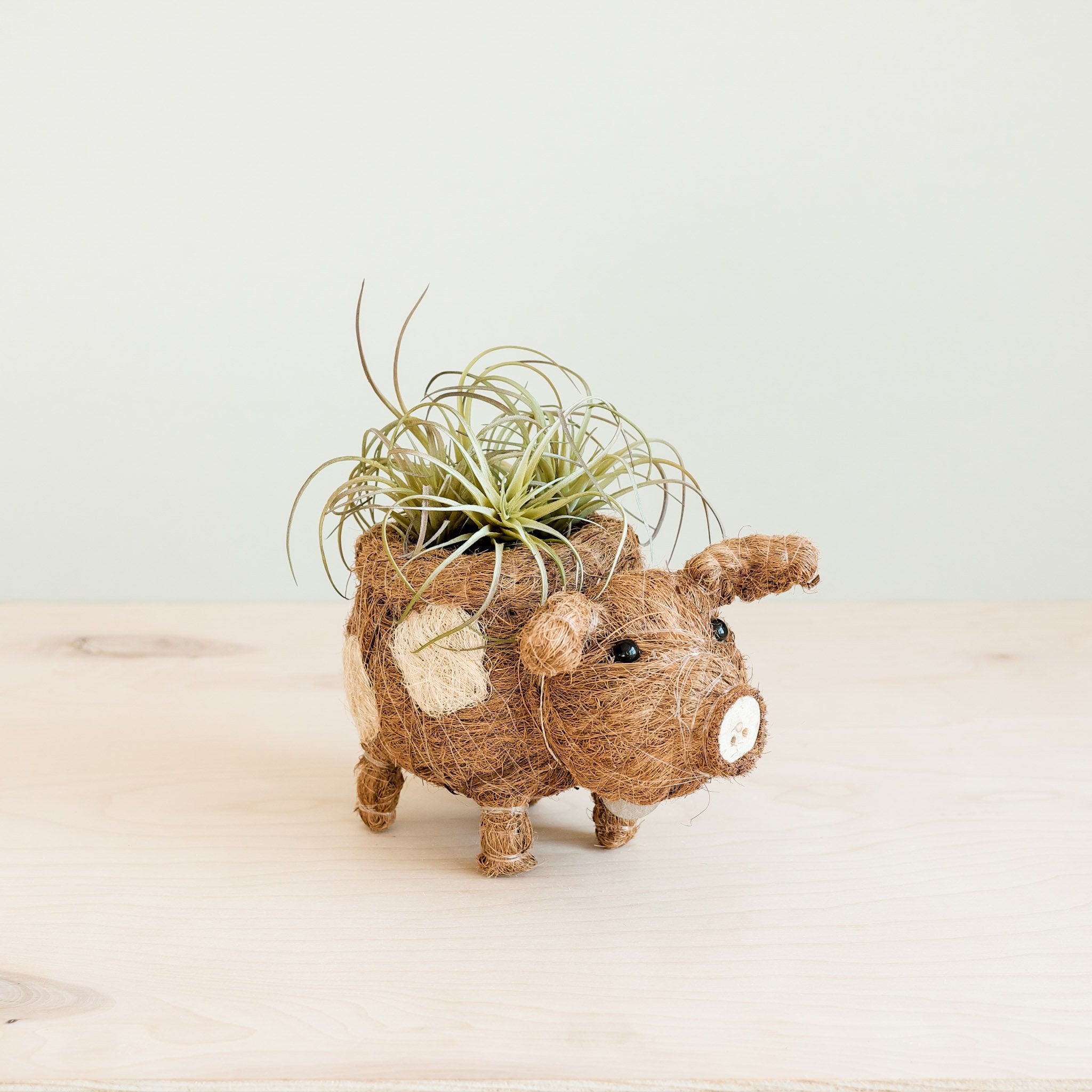 Planters - Baby Pig Succulent Pot - Handmade Planters | LIKHÂ - LIKHÂ