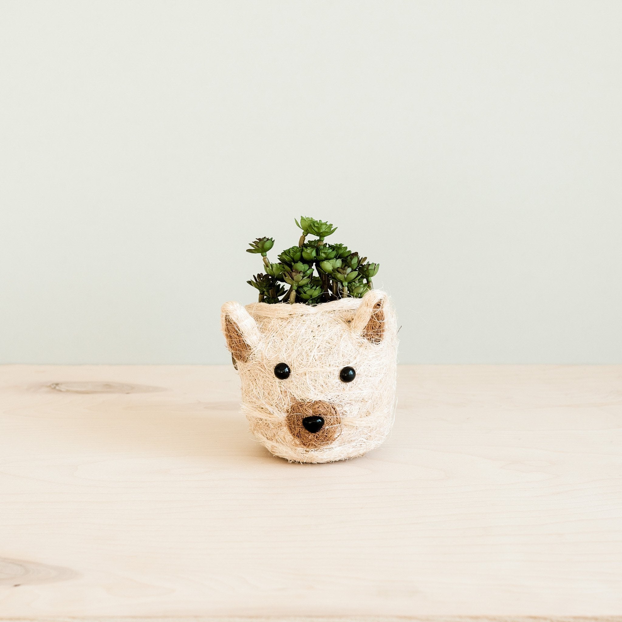 cat pot plant Cat Succulent Planter