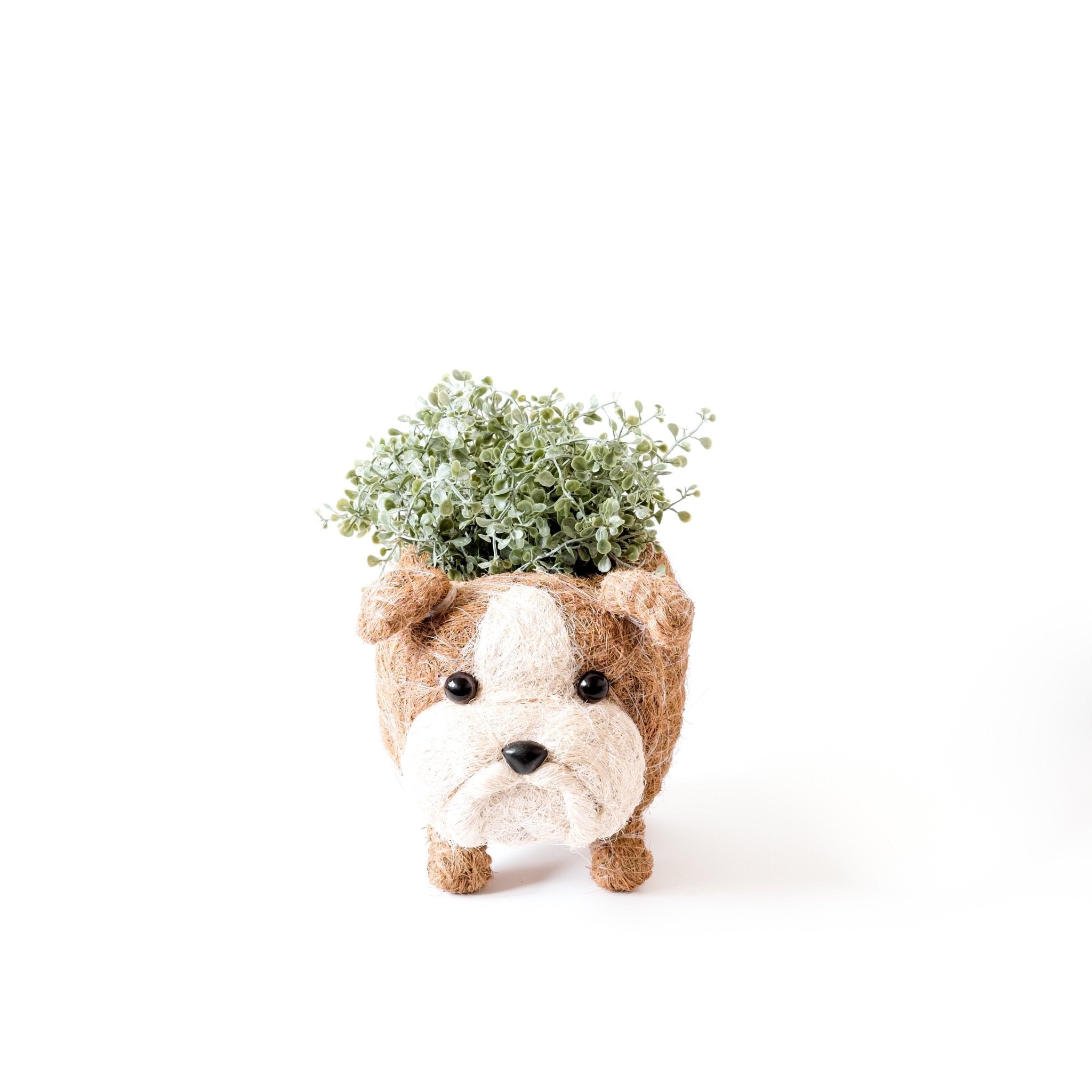 Planters - English Bulldog Planter - Coco Coir Pots | LIKHÂ - LIKHÂ