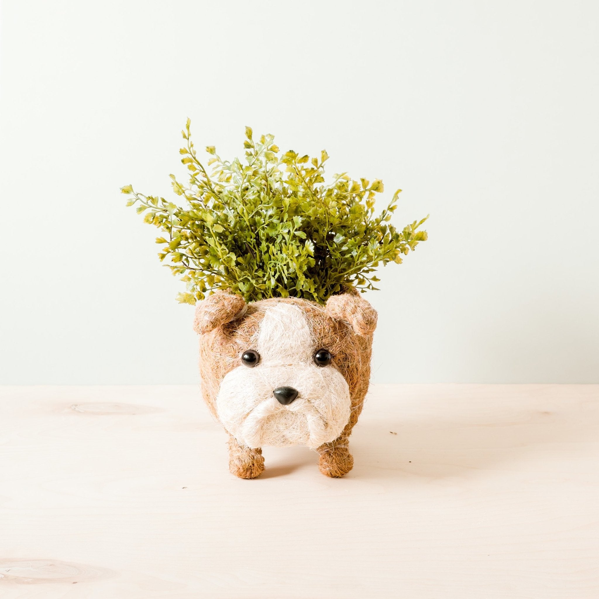 Planters - English Bulldog Planter - Coco Coir Pots | LIKHÂ - LIKHÂ