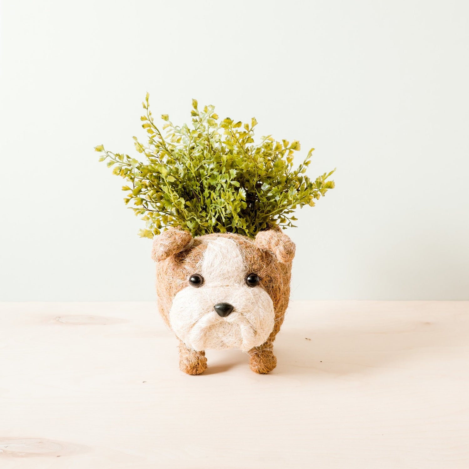 Planters - English Bulldog Planter - Coco Coir Pots | LIKHÂ - LIKHÂ