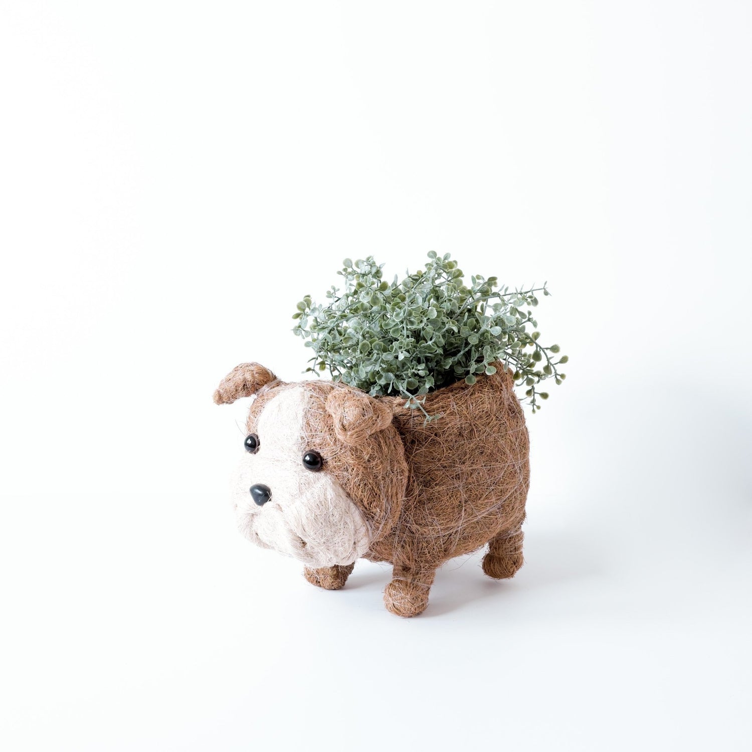 Planters - English Bulldog Planter - Coco Coir Pots | LIKHÂ - LIKHÂ