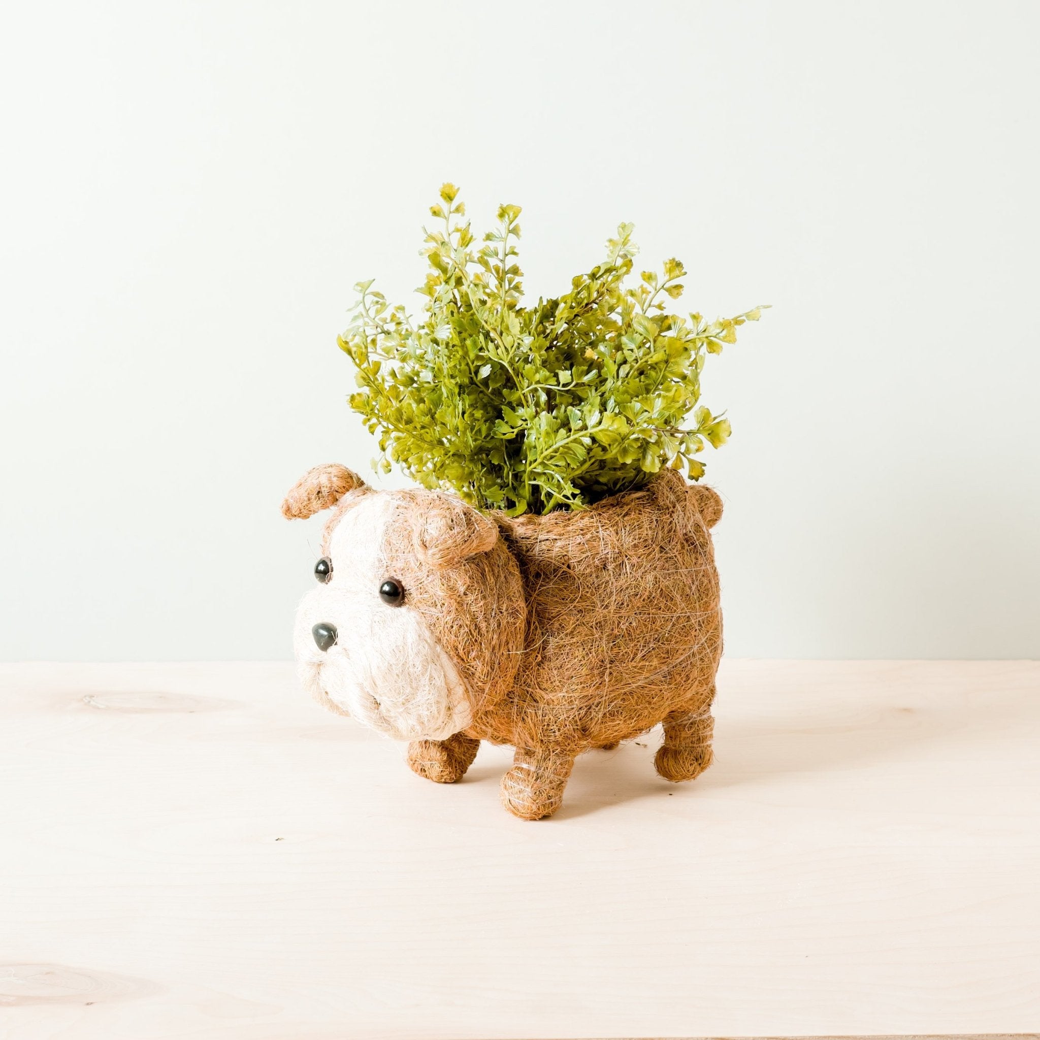 Planters - English Bulldog Planter - Coco Coir Pots | LIKHÂ - LIKHÂ