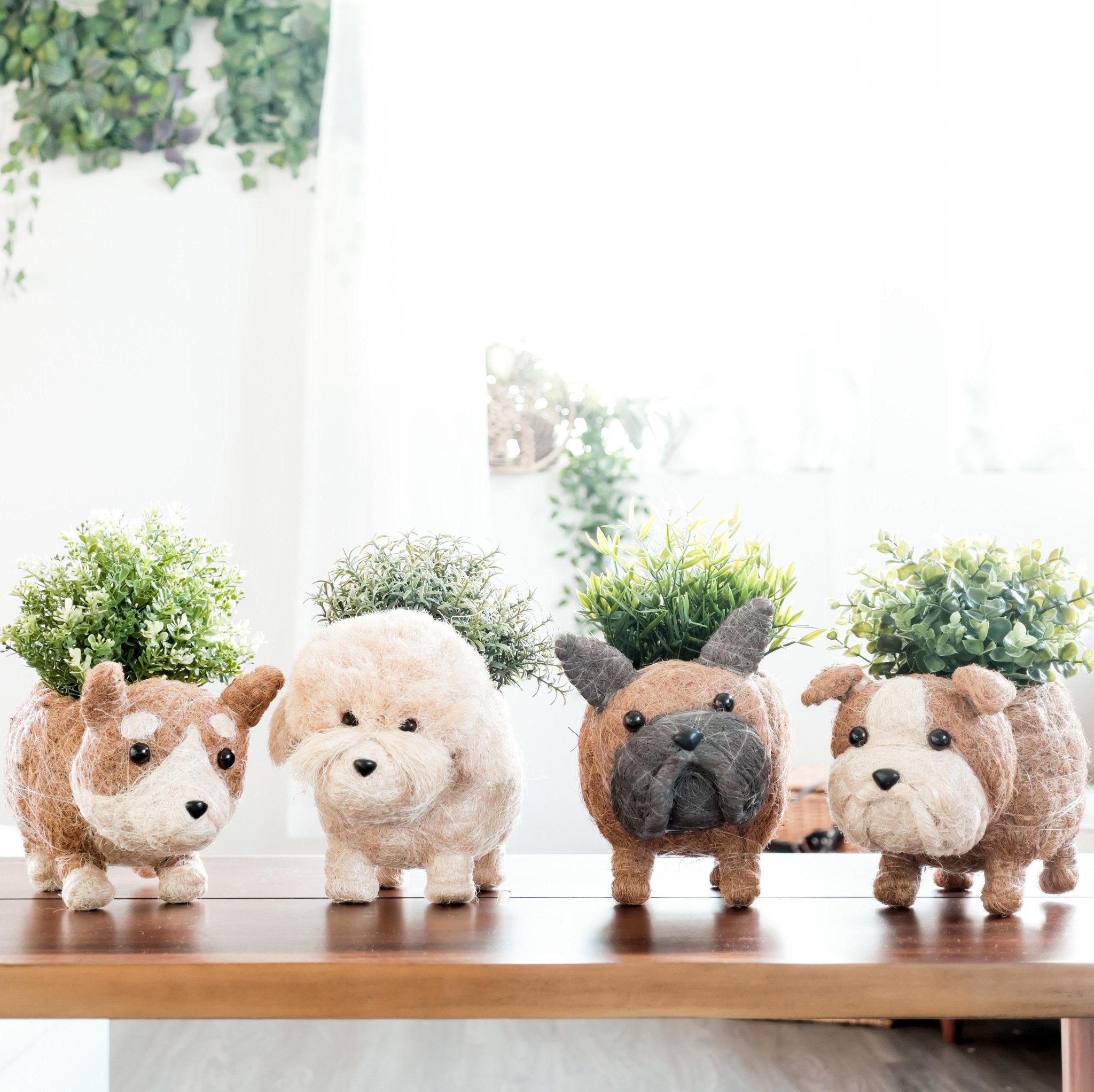 Planters - English Bulldog Planter - Coco Coir Pots | LIKHÂ - LIKHÂ