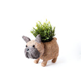 Planters - French Bulldog Planter - Coco Coir Pots | LIKHÂ - LIKHÂ