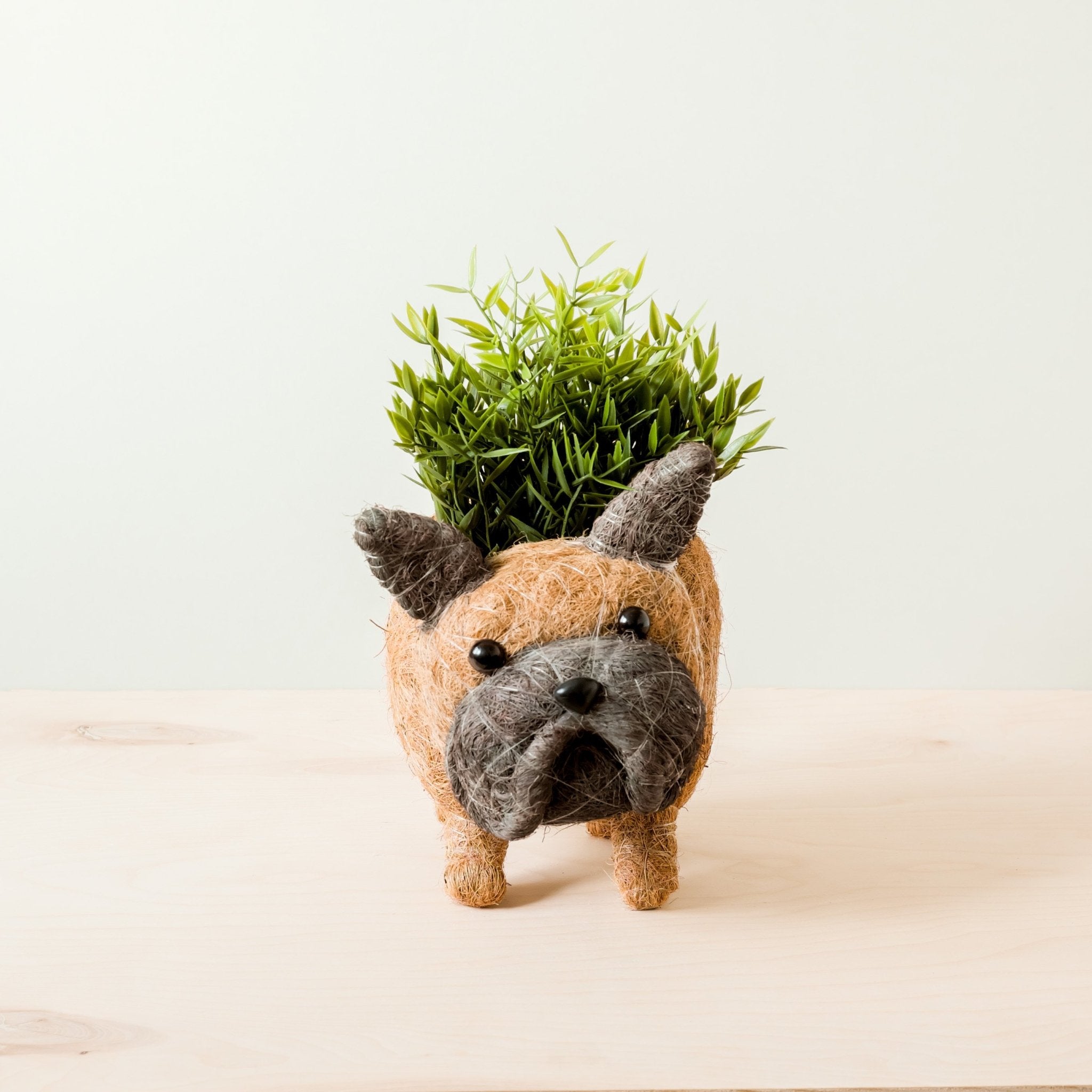 french bulldog potted plant French Bulldog Planter - Coco Coir Pots