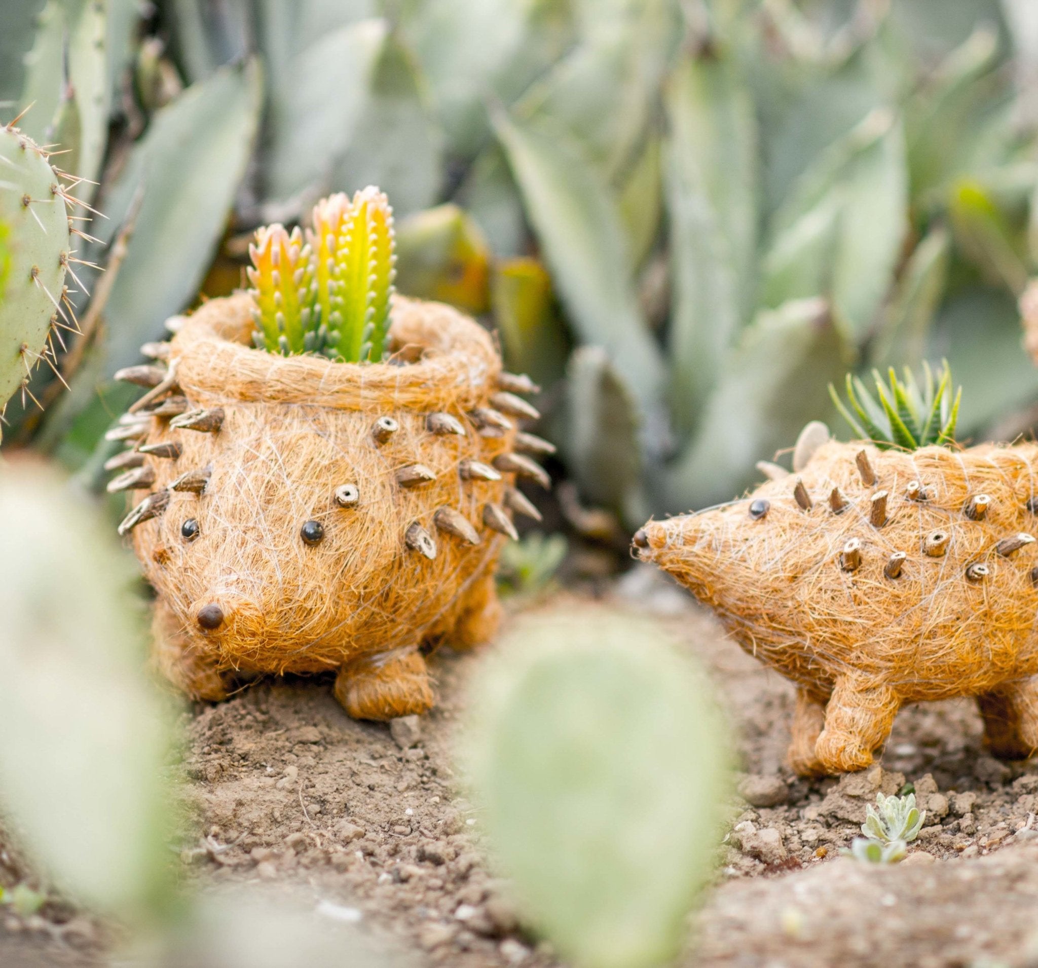Planters - Hedgehog Planter - Coco Planter| LIKHÂ - LIKHÂ