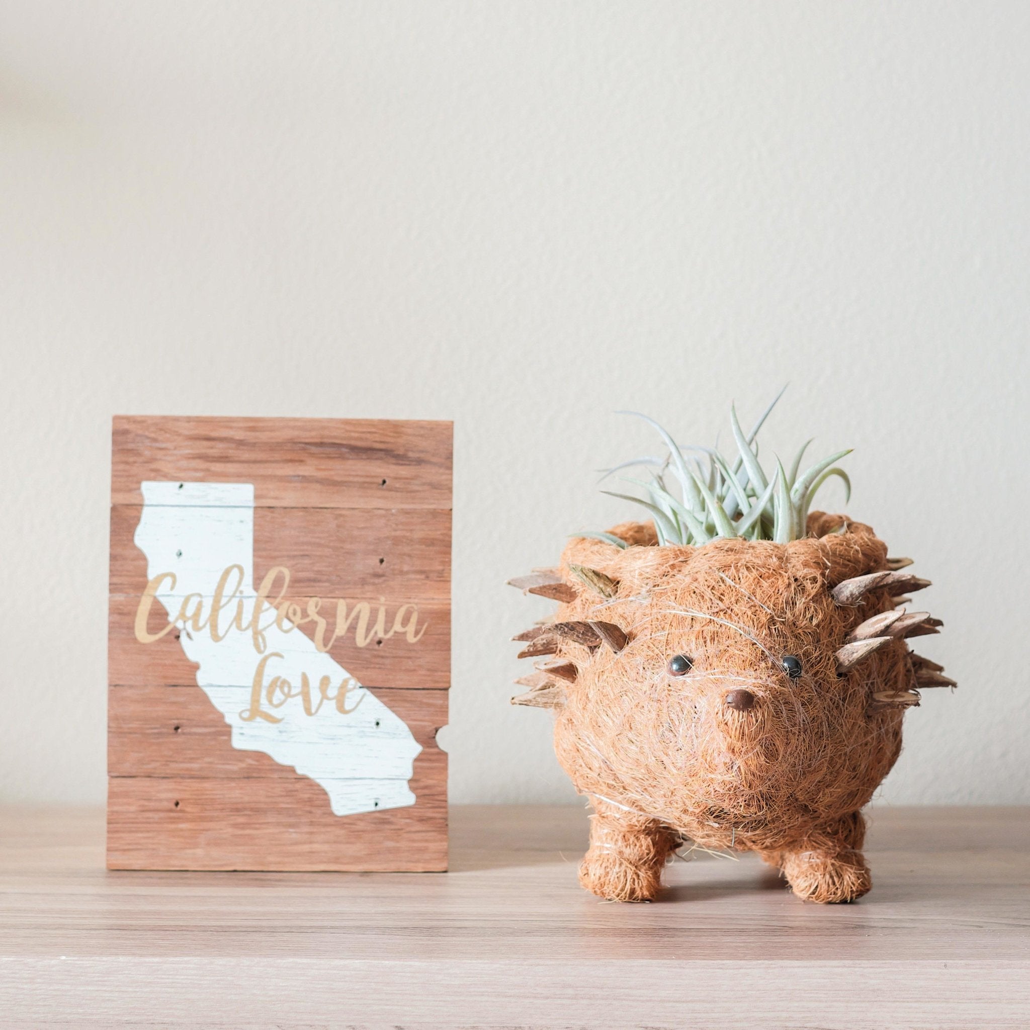 Planters - Hedgehog Planter - Coco Planter| LIKHÂ - LIKHÂ