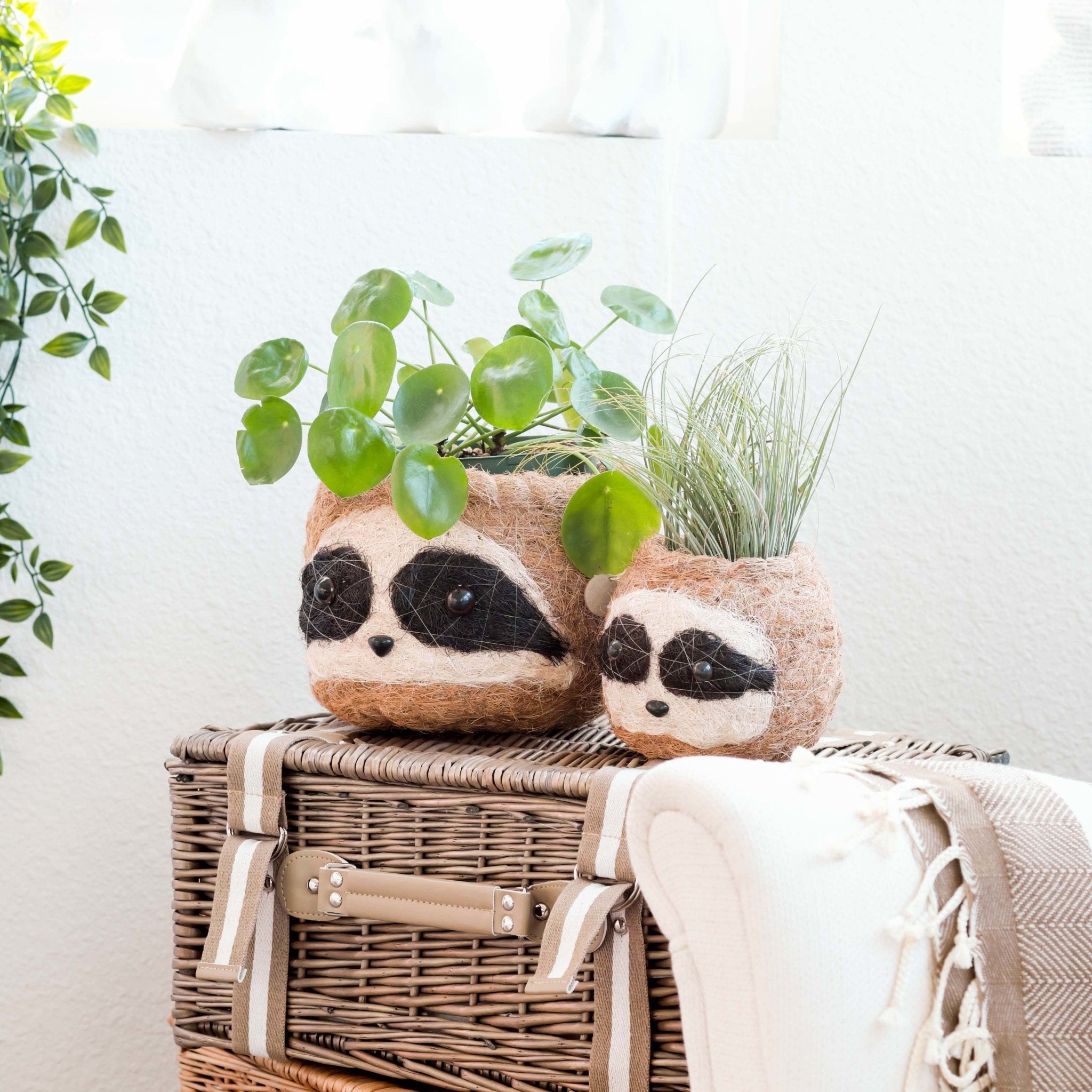 Planters - Large three-tone Sloth - Coco Coir Pots (6 inch) | LIKHÂ - LIKHÂ
