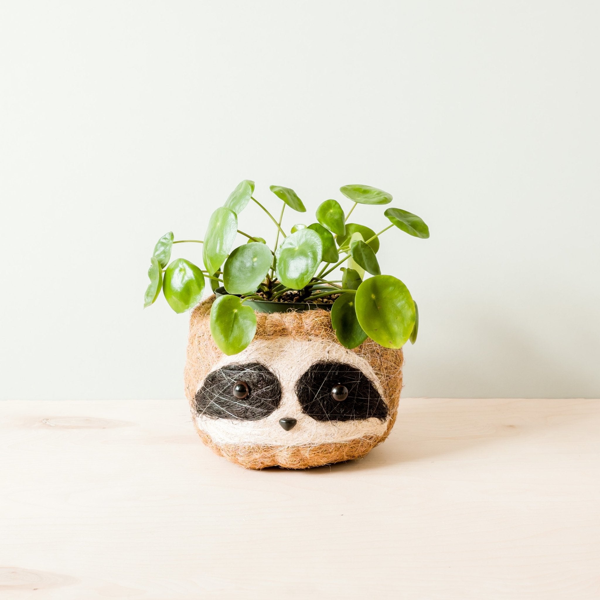 coir pots for plants LIKHA Sloth Coco Coir Planter Pot, Dark, 6-in