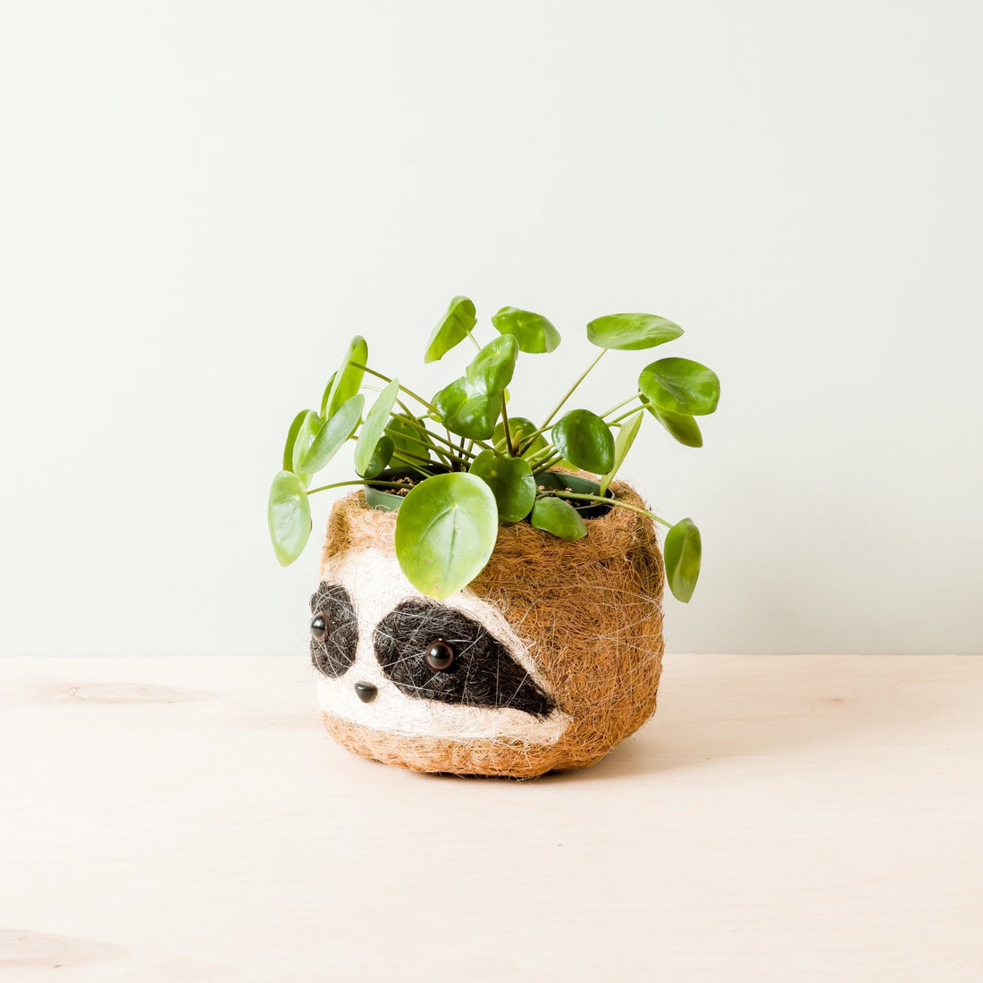 Planters - Large three-tone Sloth - Coco Coir Pots (6 inch) | LIKHÂ - LIKHÂ