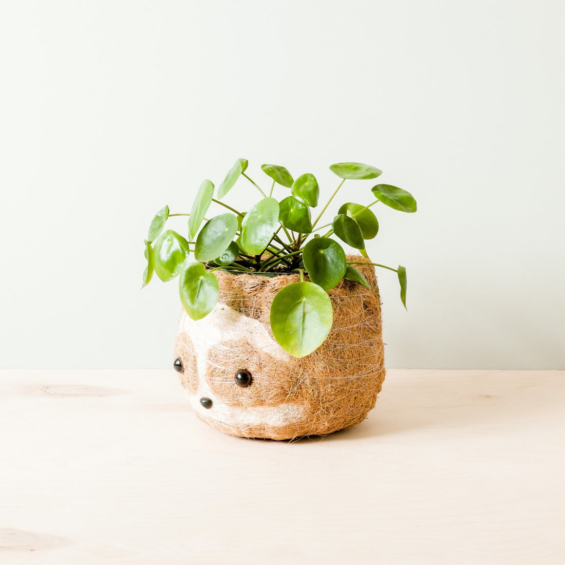 Planters - Large two-tone Sloth - Coco Coir Pots (6 inch) | LIKHÂ - LIKHÂ