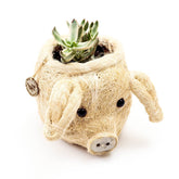 Planters - Pig Plant Pot - Animal Head Plant Pot | LIKHÂ - LIKHÂ