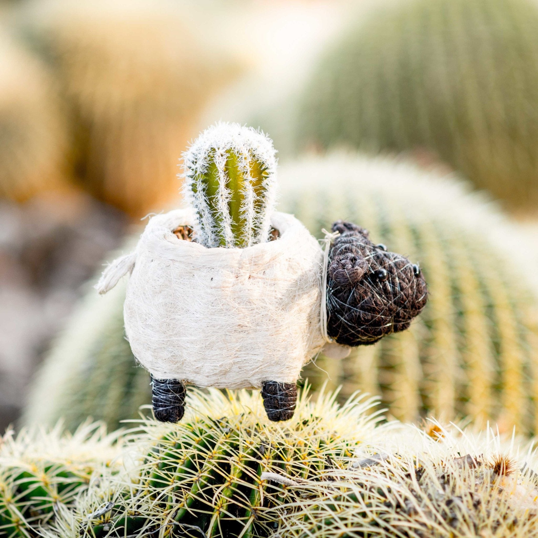 Planters - Sheep Planter - Coco Coir Pots | LIKHÂ - LIKHÂ