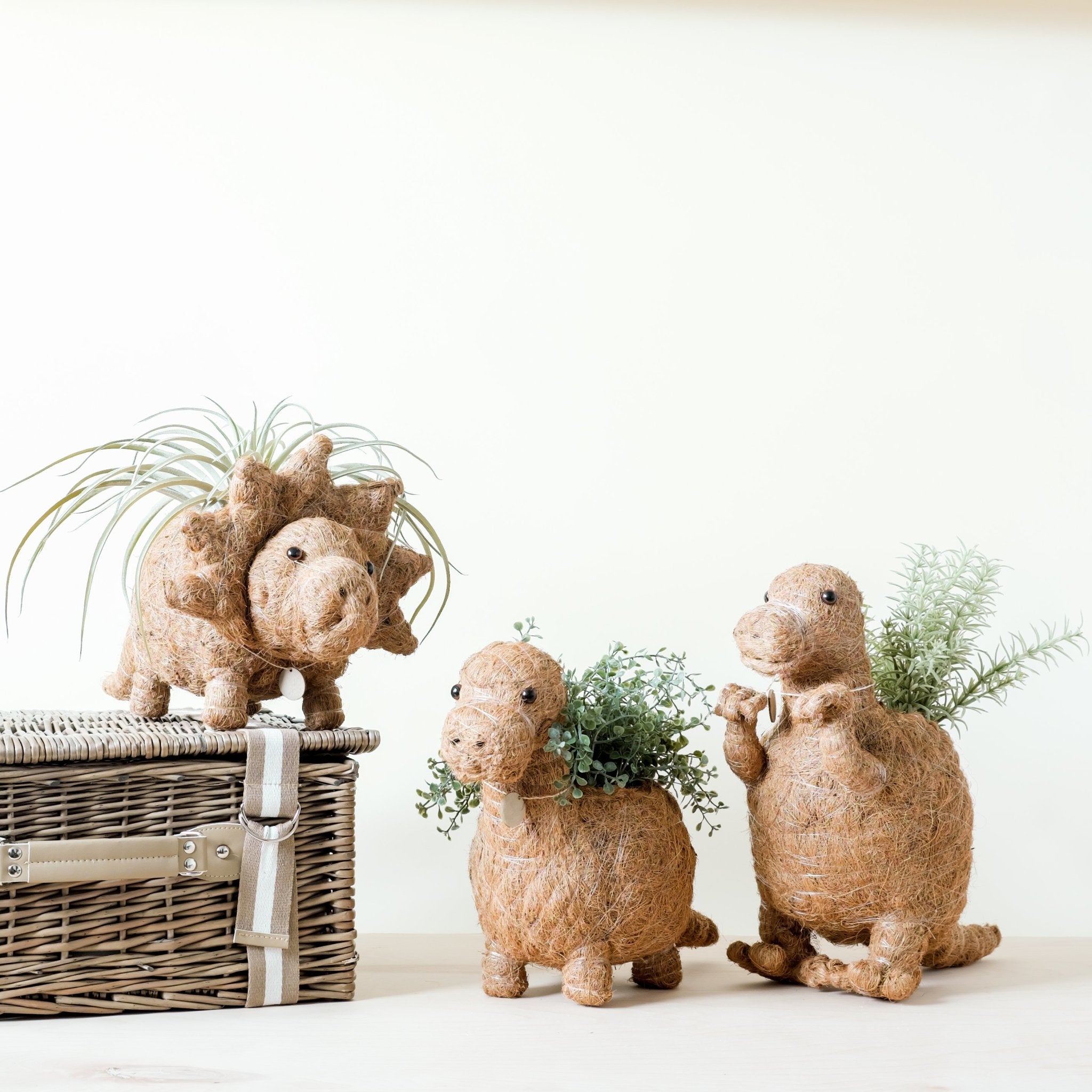 Planters - Triceratops Planter - Coco Coir Pots | LIKHÂ - LIKHÂ