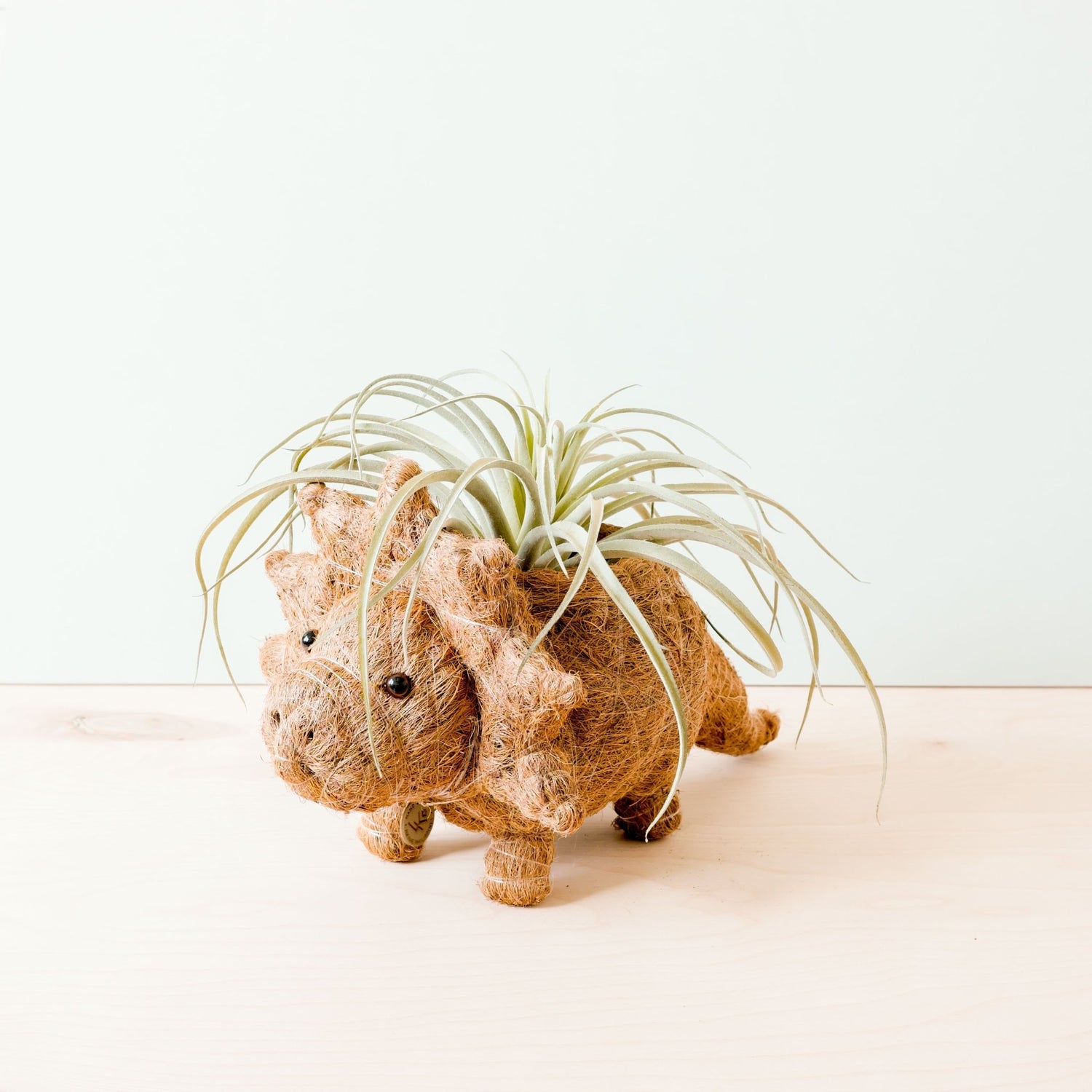 Planters - Triceratops Planter - Coco Coir Pots | LIKHÂ - LIKHÂ