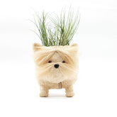 Planters - Westie Planter - Coco Coir Pots | LIKHÂ - LIKHÂ