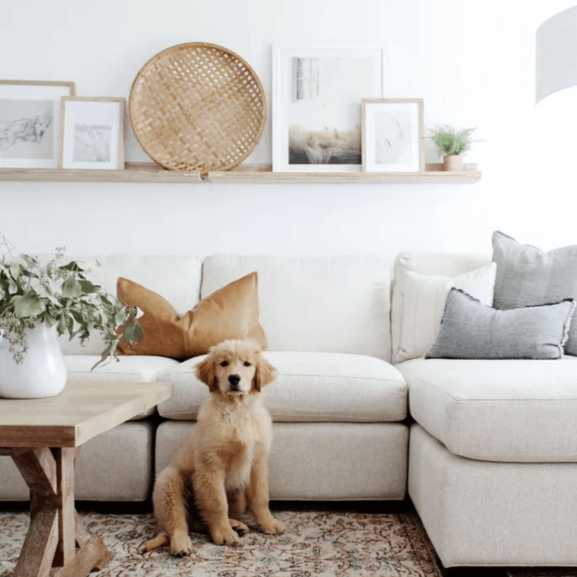5 Tips for a Chic and Pet-friendly Home - LIKHÂ