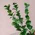 flower - Green Eucalyptus Corn Husk Sprigs, case of 6 – Decorative Foliage Stems | LIKHÂ - LIKHÂ