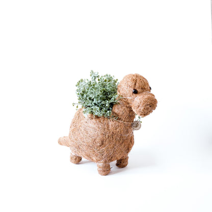 Planters - Baby Brontosaurus Planter - Handmade Pots | LIKHÂ - LIKHÂ