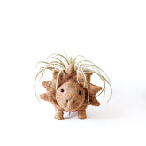 Planters - Baby Triceratops Planter - Handmade Plant Pots | LIKHÂ - LIKHÂ