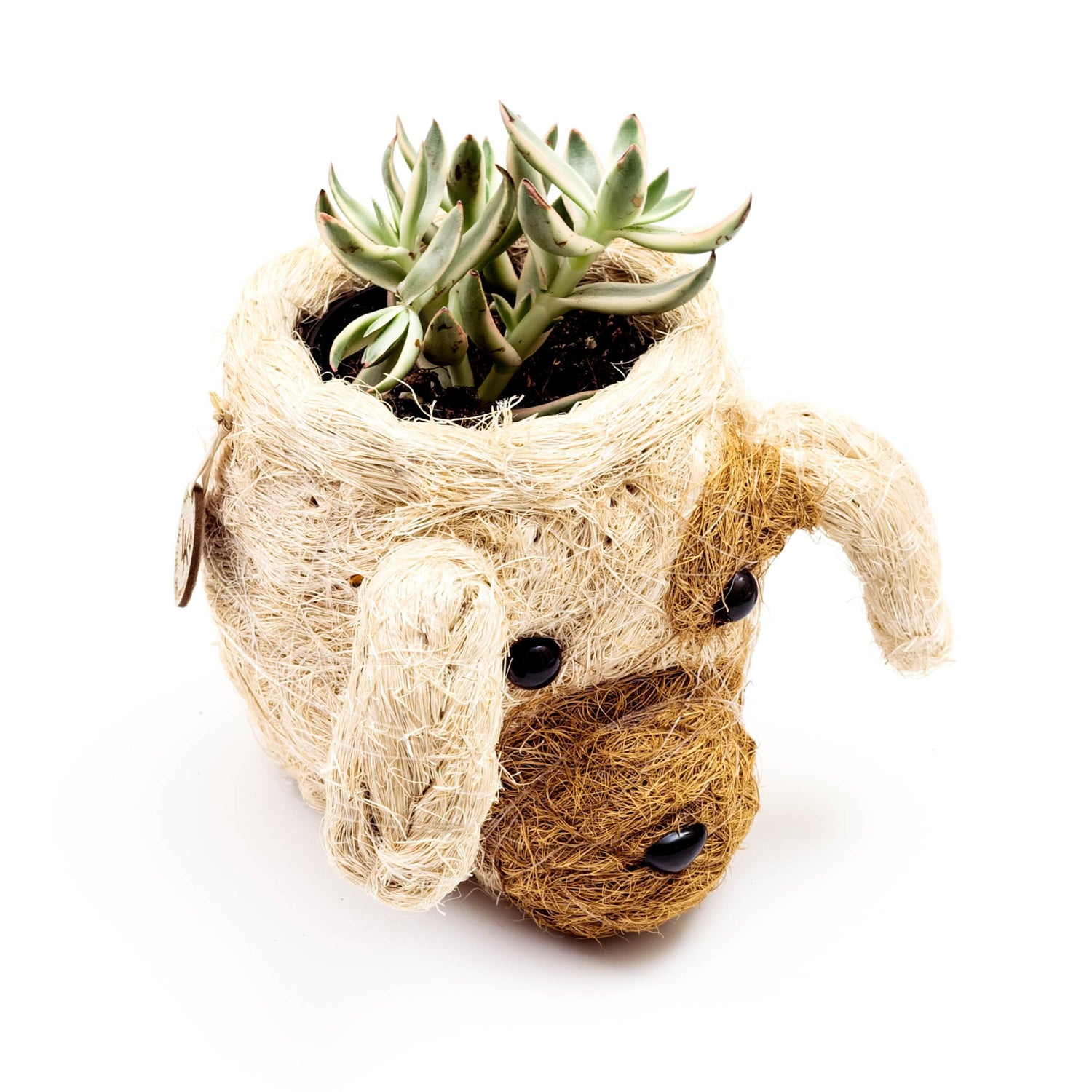 Planters - Dog Succulent Planter - Animal Head Plant Pot | LIKHÂ - LIKHÂ