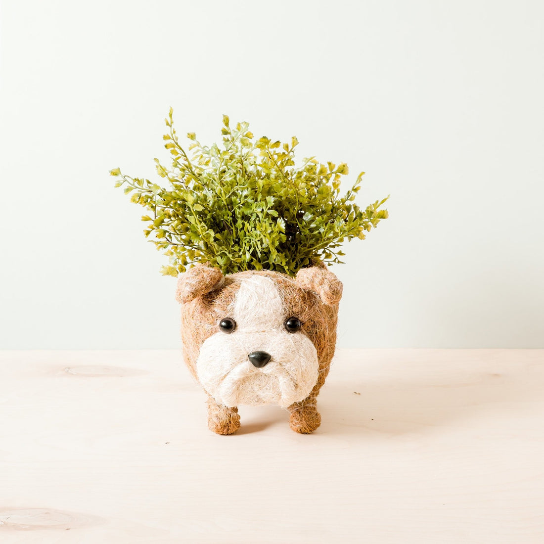 Planters - English Bulldog Planter - Coco Coir Pots | LIKHÂ - LIKHÂ