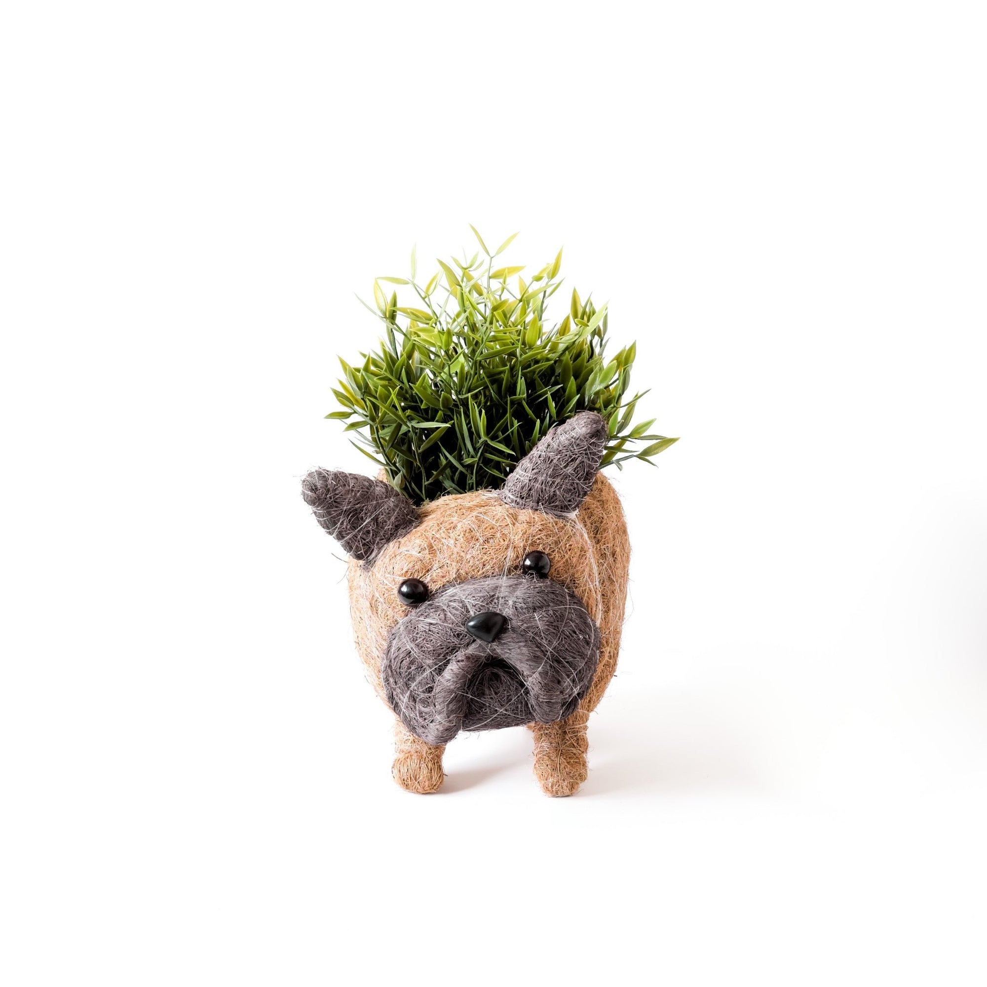 Planters - French Bulldog Planter - Coco Coir Pots | LIKHÂ - LIKHÂ