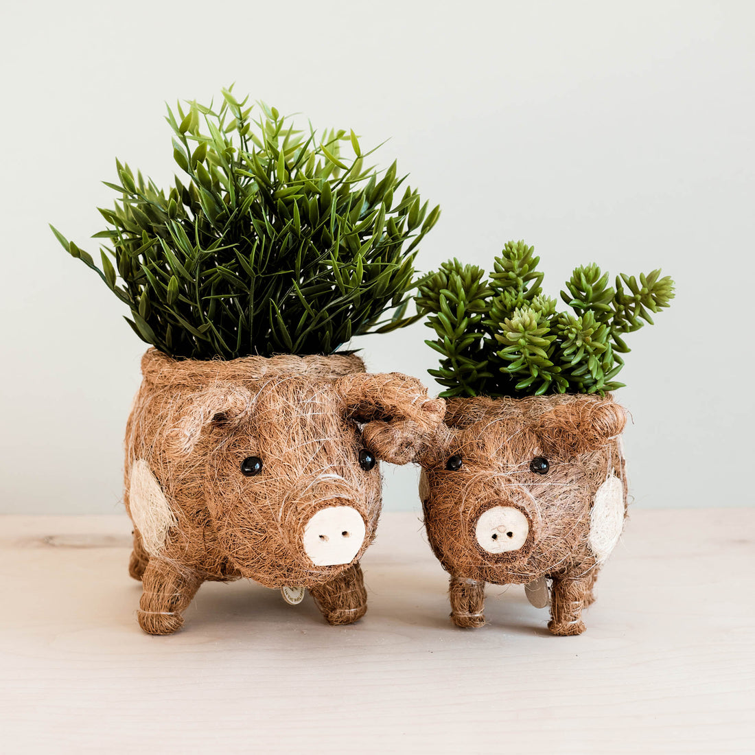 Planters - Pig Planter - Coco Coir Pots| LIKHÂ - LIKHÂ